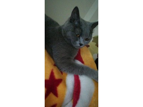 2 yaşında dişi british shorthair afrodit