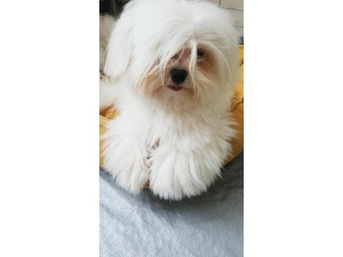 Safkan kore maltese yavrumuz