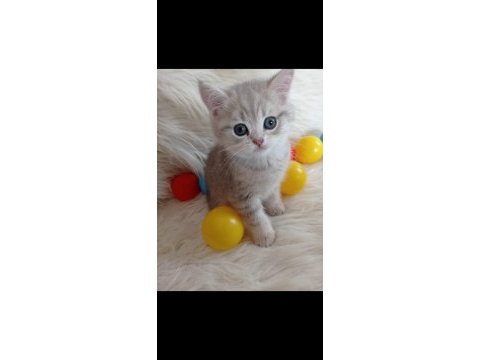 British shorthair silver sahiplendirme