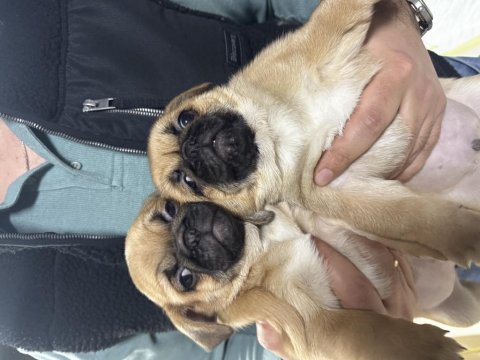 Yavru dişi erkek pug
