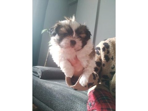 Shih tzu (şitzu) o numara erkek ve dişi yavrular
