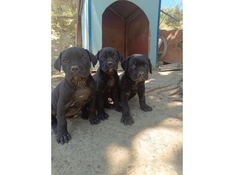 Cane corso bebekleri