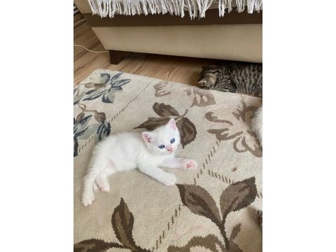 İki adet british shorthair 2 aylık yavru