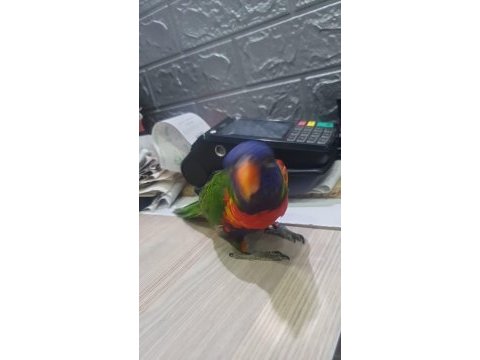 6 aylık lori papağanı