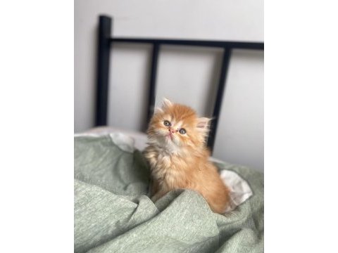 Gold british longhair erkek nadir renk