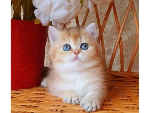 Dünya harikası golden ny12 british shorthair 