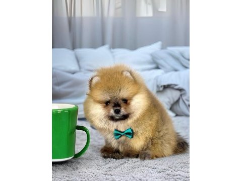 Show class pomeranian boo erkek yavru
