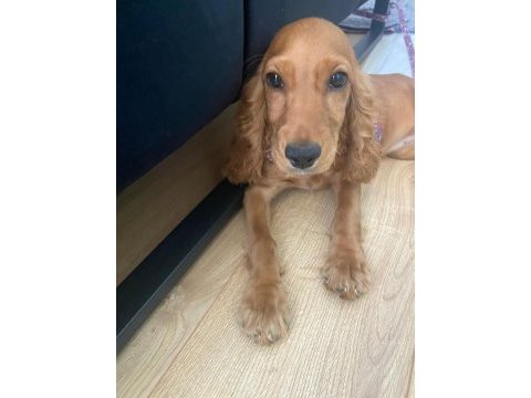Cocker kızımıza acil yuva arıyoruz