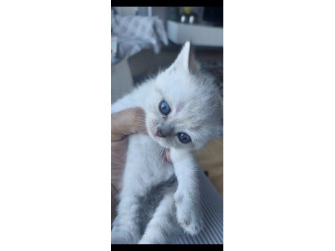 British shorthair kediler