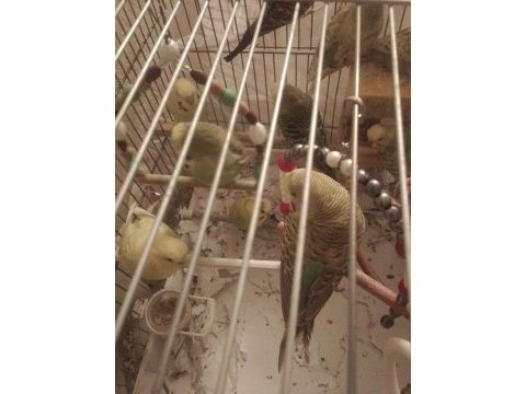 Yavru jumbo muhabbet kuşu