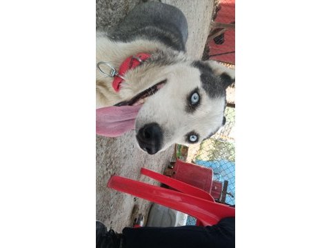 Sibirya kurdu husky takas düşünülür