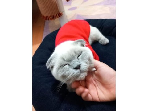 Cins kedimiz 4 aylık erkek scottish fold