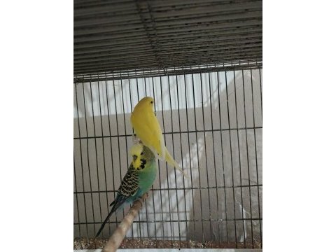 Çift muhabbet kuşu