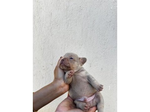 Yumuşacık tüyler yumuşacık french bulldog patiler