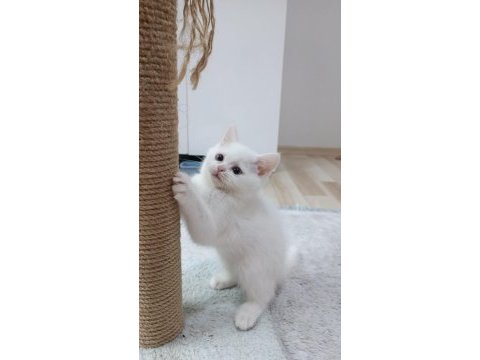 Maviş prenses kedimiz