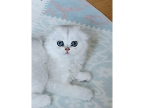 Mükemmel sıfır kulak scottish fold longhair bebeğim