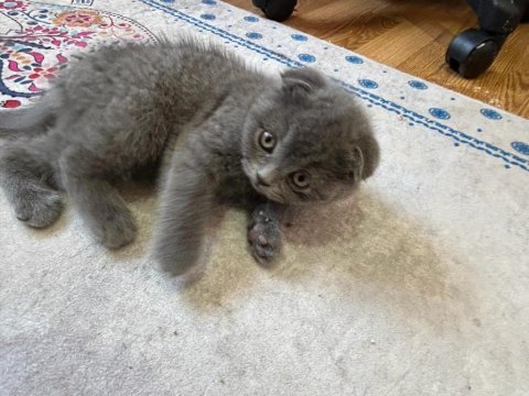 Oyuncu scottish fold oğluma yuva