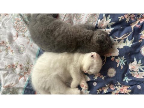 Ev ortamında büyümüş scottish fold yavrular
