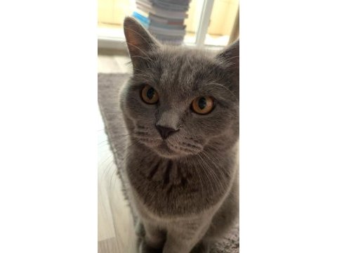 Erkek british shorthair ücretsiz sahiplendirilecektir