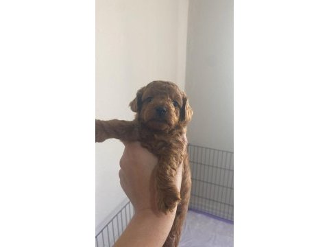 Toy poodle dişi ve erkek