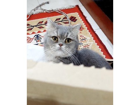 British shorthair blue