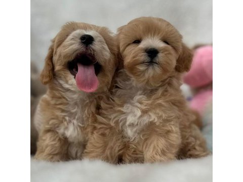 Minik maltipoo  yavrularımız 