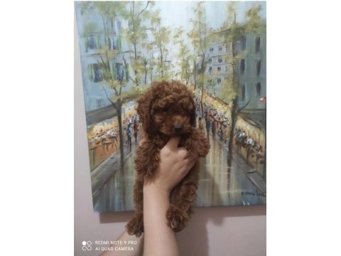 En uygun en garanti boy kore poodle