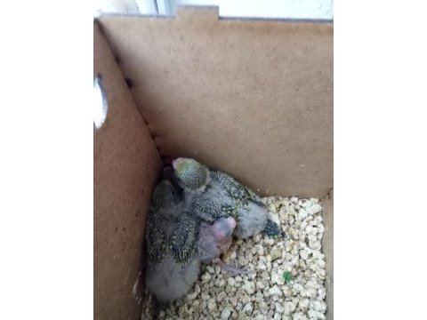 4 yavrulu çift muhabbet kuşu