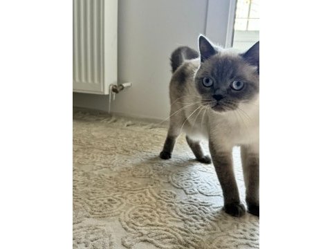 Siyam dişi kedimiz oldukça akıllı ve sevecen