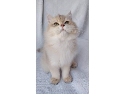 Show kalite erkek british longhair