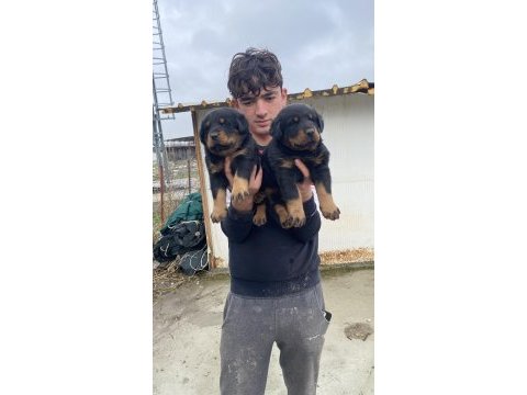 A kalite koca kafa rottweiler yavruları