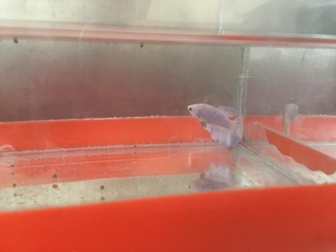 Sahiplendirilecek betta balıkları