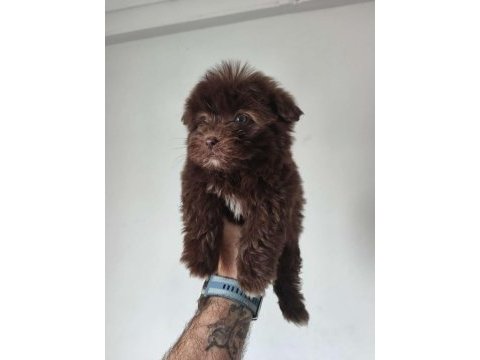 Maltipoo bebekler