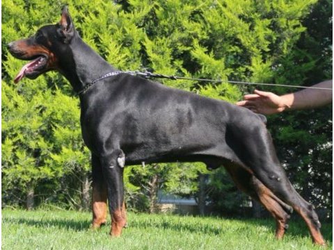 Sağlık ve ırk garantili king doberman yavrularım
