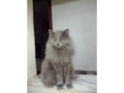 British shorthair kedisi sahiplendirme