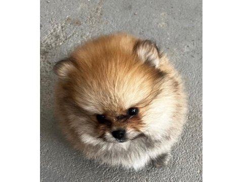 Kendi yetiştidiğim köpeğimin pomeranian yavruları