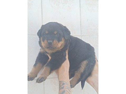 Üst düzel koca kafa rottweiler yavruları