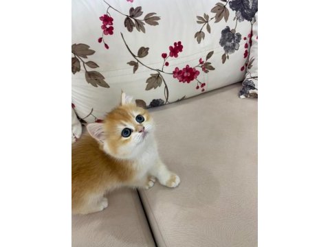 Çok güzel golden british shorthair bebekler