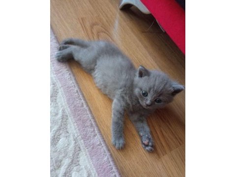 Renk renk british shorthair erkek ve dişi yavrular (uygun)