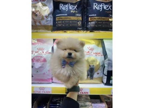 Saf kan pomeranian boo yavrularımız