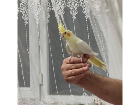 Erkek sultan papağanı lutino konuşuyor 4 ve 5 aylık