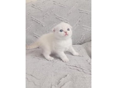 Sevimli kedilerimiz yeni yuvalarını arıyor