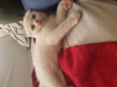 2 aylık dişi scottish fold