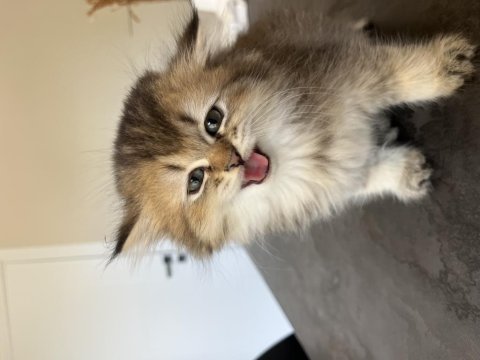 British longhair uzun tüylü yavru