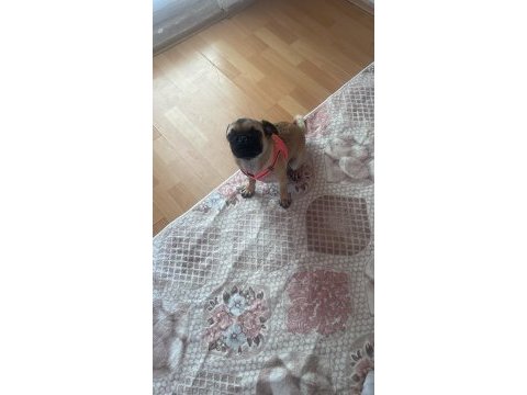 Pug kızıma ömürlük yuva