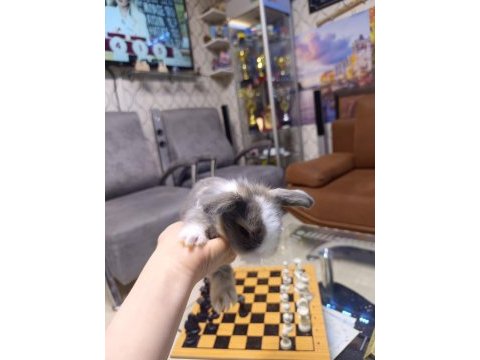 Cins bebek tavşanlar