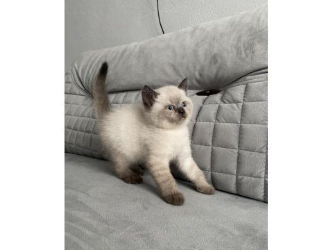 Mavi gözlü ayı surat a kalite british shorthair