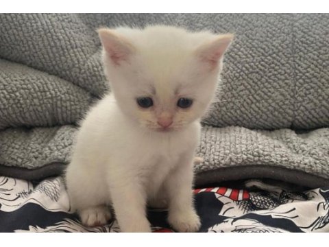 Mavi gözlü british shorthair dişi yavru yuva arıyor