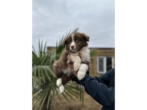 Border collie yavruları
