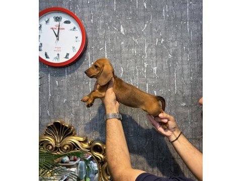 Ukrayna doğumlu dişi dachshund yavru (sosis)